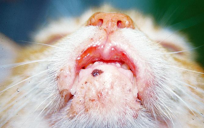 эозинофилы повышены у кошки в крови причины